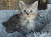 5 beautiful mainecoon kittens available