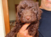 Tiny f1 cockapoo puppys ( just 1 girl now available)