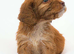 F1 cockapoo puppies