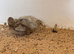 Button quail