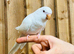 White quaker