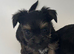 5 Yorkshire terrier puppies for sale