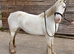 Lovely 13.1 cob mare