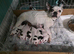 Frenchy cross jack Russell Terriers