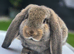 French lop baby Doe