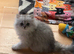British Longhair