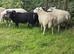 Tups for sale