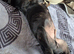 5 BEAUTIFUL CANE CORSO PUPPIES