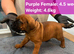 Boerboel ( Bella) gave birth to 2 boys and 4 female. Now 3 female left