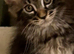 1 Stunning classic tabbie pedigree Mainecoon
