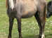 Welsh a type yearling