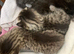 Sweet Kittens