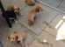 2 gorgeous boy cocker spaniel puppy