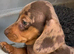 Mini dachshund puppies for sale PR clear