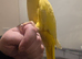 Gorgeous ringneck parakeet pair