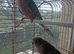 Pair of Bourke parakeets