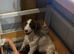 Sproodle puppies