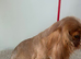Cavalier King Charles kc registered female