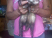 Ferrets