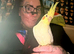 Hand Reared Tame Female Cockatiel, 1 Year Old,