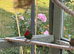 Parrot Finches (sea green & red throat)