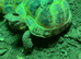 HORSEFIELD TORTOISES 2 YEARS OLD
