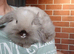 2 beautiful rabbits for sale