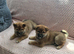 .japan shiba inu
