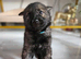 Pedigree German Shepherd Puppies