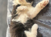 British Shorthair cross Persian fluffy boy kittens