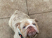 Pearl female merle English bulldog