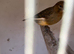 Canary