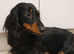5 year old long hair miniature dachshund girl