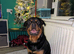 Rottweiler puppies