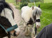 Rhubarb the piebald cob colt