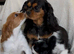 Cavalier King Charles.