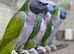 Derbyan parrot