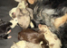 2 collie pups for sale. Male and female