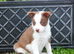 Ready to Leave - Red and White Pedigree Collie Pups