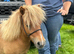Registered mini gelding