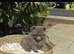 POMERANIAN PUPPY LAVENDER (REDUCED)