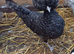 Polish pullets 18weeks