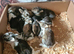 Beautiful  babies
