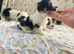 Litter of Sealyham cross cairn terrier puppies