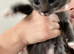 Two kitten s