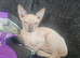 Full white hairless Sphynx