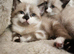 2 beautiful kittens