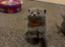 5 Blue British Shorthairs