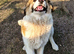️ STAN – The Gentle Giant with the Kindest Heart ️