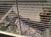Lola the lovely friendly hampster
